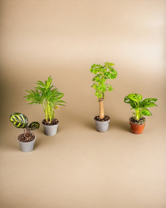 4 Overraskelse Babyplanter