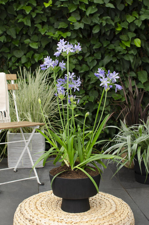Agapanthus 'Charlotte' - ↨20Cm - Ø14 - Udendørs Blomstrende Plante