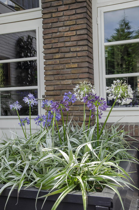 Agapanthus 'Charlotte' - ↨20Cm - Ø14 - Udendørs Blomstrende Plante