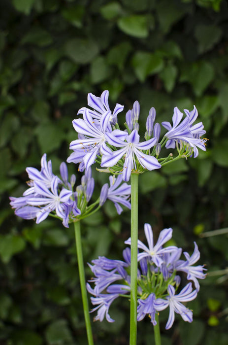 Agapanthus 'Charlotte' - ↨20Cm - Ø14 - Udendørs Blomstrende Plante