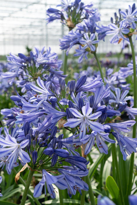Agapanthus 'Charlotte' - ↨20Cm - Ø14 - Udendørs Blomstrende Plante