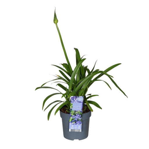 Agapanthus 'Charlotte' - ↨20Cm - Ø14 - Udendørs Blomstrende Plante