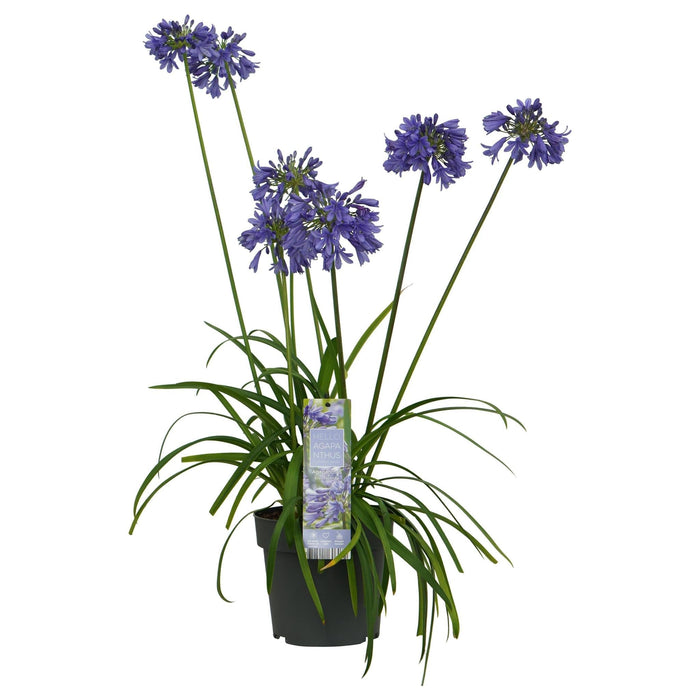 Agapanthus 'Ever Sapphire' - ↨30Cm - Ø19 - Udendørs Blomstrende Plante