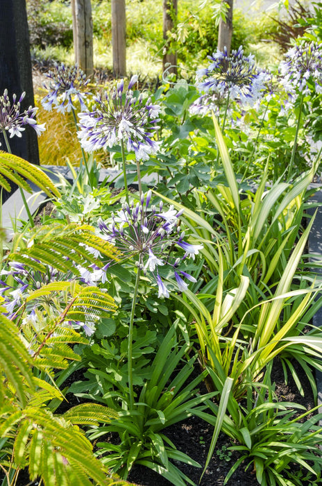 Agapanthus 'Fyrværkeri' - ↨20Cm - Ø14 - Blomstrende Udendørs Plante