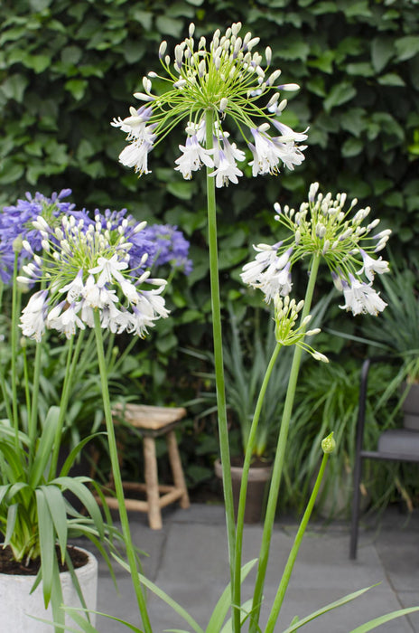 Agapanthus 'Fyrværkeri' - ↨20Cm - Ø14 - Blomstrende Udendørs Plante