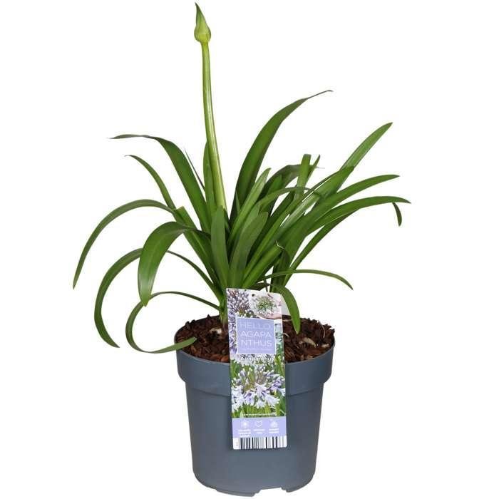 Agapanthus 'Fyrværkeri' - ↨20Cm - Ø14 - Blomstrende Udendørs Plante