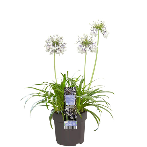 Agapanthus 'Fyrværkeri' - ↨20Cm - Ø14 - Blomstrende Udendørs Plante
