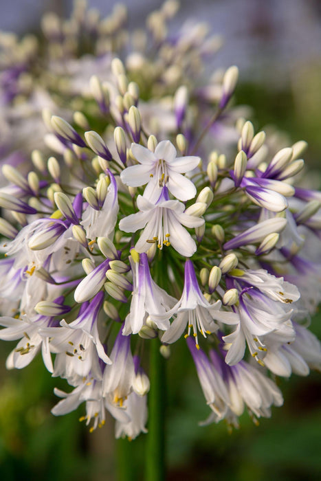 Agapanthus 'Fyrværkeri' - ↨40Cm - Ø23 - - Blomstrende Udendørs Plante