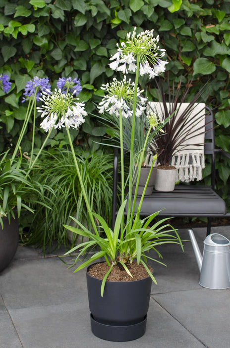 Agapanthus 'Fyrværkeri' - ↨40Cm - Ø23 - - Blomstrende Udendørs Plante