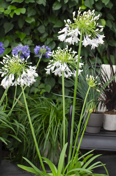 Agapanthus 'Fyrværkeri' - ↨40Cm - Ø23 - - Blomstrende Udendørs Plante