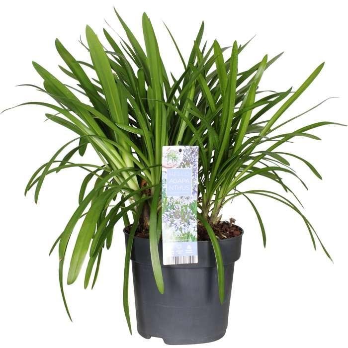 Agapanthus 'Fyrværkeri' - ↨40Cm - Ø23 - - Blomstrende Udendørs Plante