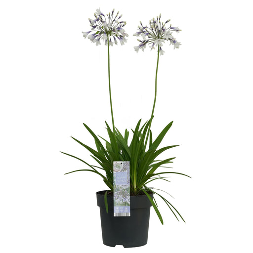 Agapanthus 'Fyrværkeri' - ↨40Cm - Ø23 - - Blomstrende Udendørs Plante