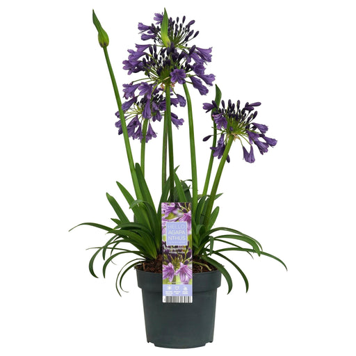 Agapanthus 'Poppin Purple' - ↨30Cm - Ø19 - Blomstrende Udendørs Plante