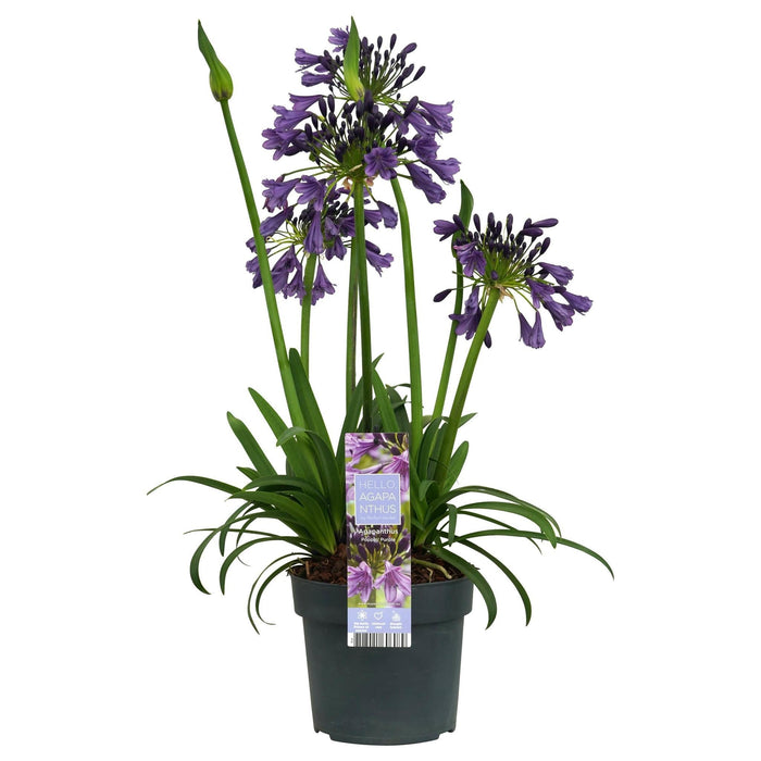 Agapanthus 'Poppin Purple' - ↨30Cm - Ø19 - Blomstrende Udendørs Plante