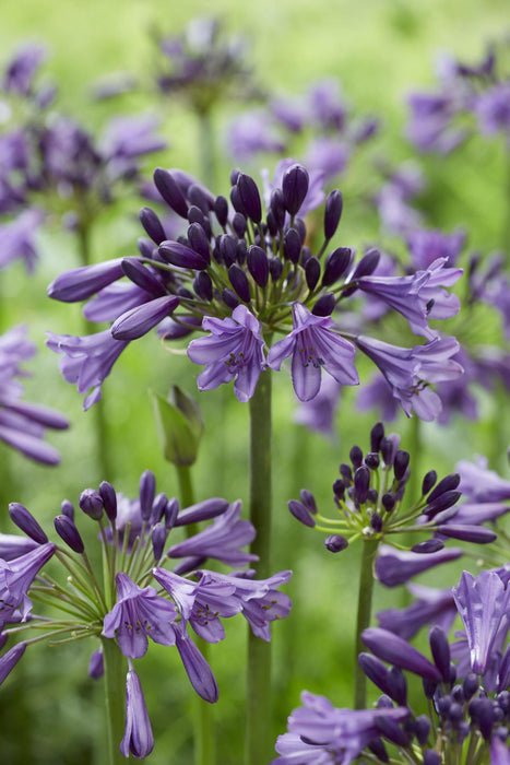 Agapanthus 'Poppin Purple' - ↨30Cm - Ø19 - Blomstrende Udendørs Plante