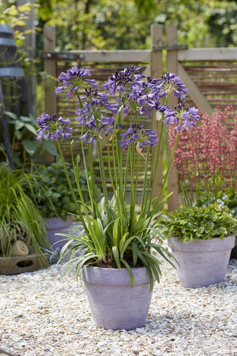 Agapanthus 'Poppin Purple' - ↨30Cm - Ø19 - Blomstrende Udendørs Plante