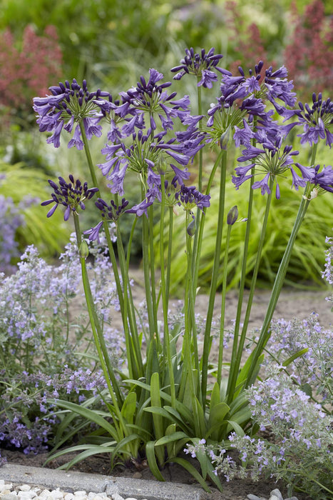 Agapanthus 'Poppin Purple' - ↨30Cm - Ø19 - Blomstrende Udendørs Plante