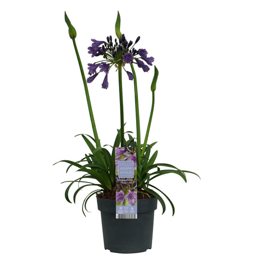 Agapanthus 'Poppin Purple' - ↨30Cm - Ø19 - Blomstrende Udendørs Plante