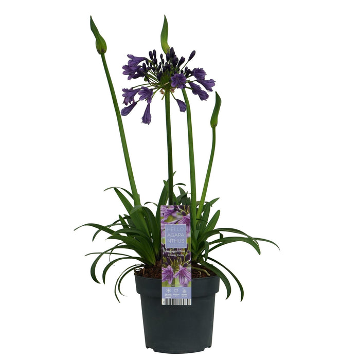 Agapanthus 'Poppin Purple' - ↨30Cm - Ø19 - Blomstrende Udendørs Plante