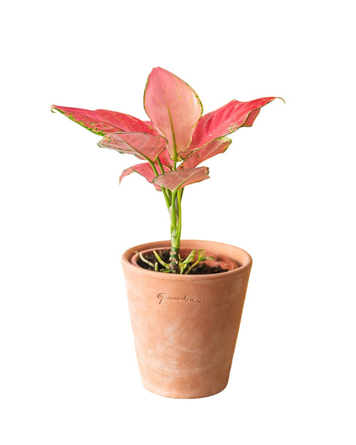 Aglaonema Flamingo Pink