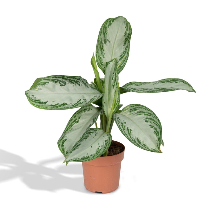 Aglaonema Silver Bay H55Cm