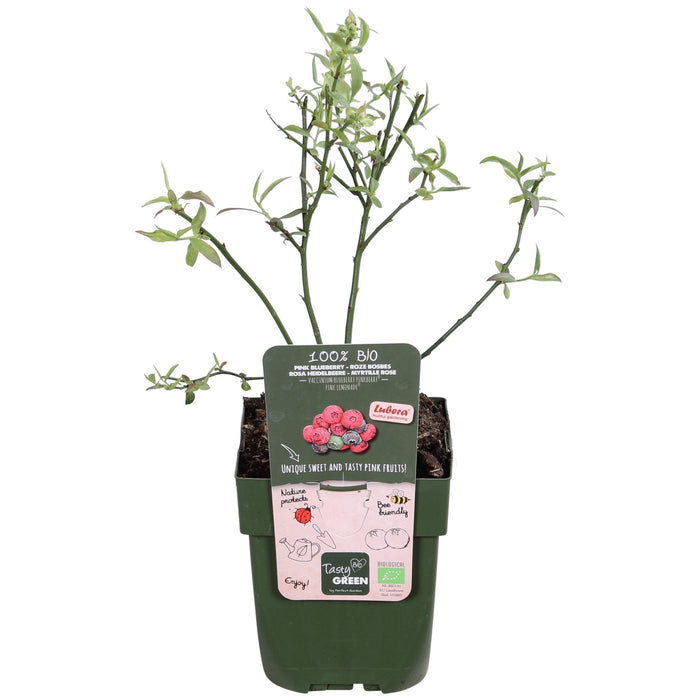Lingon Pink Lemonade - Frugtbusk