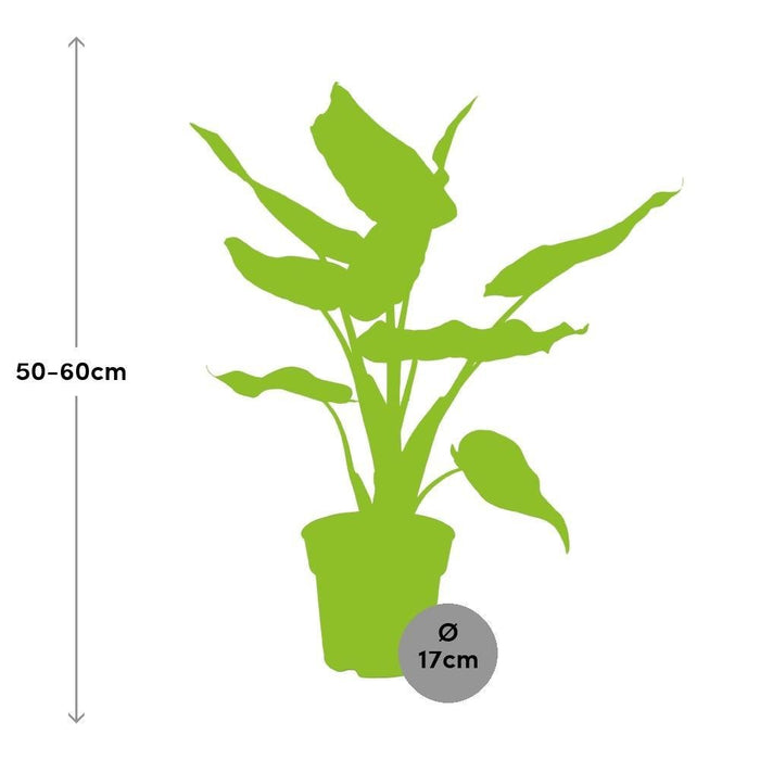 Alocasia Cucullata