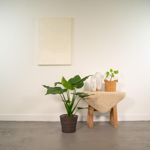 Alocasia Cucullata Og Dens Flettede Kurv