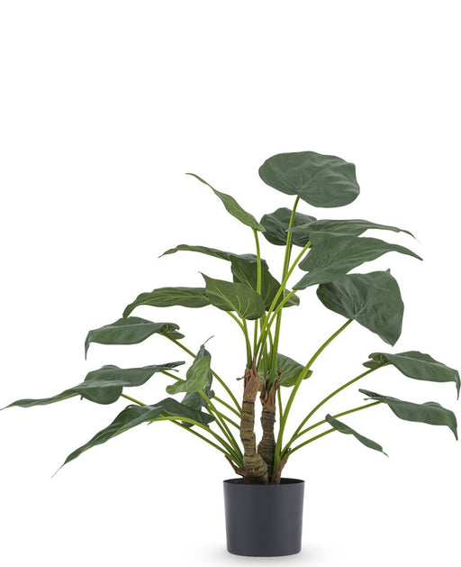 Alocasia Cucullata - Kunstig Grøn Plante