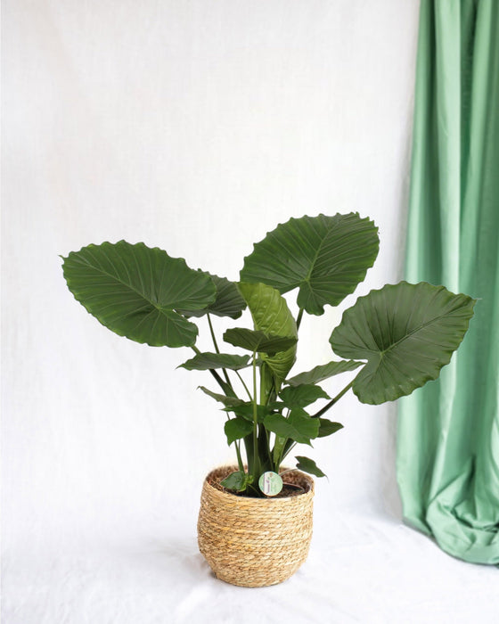 Alocasia Gageana Californien