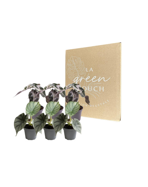 Alocasia - Sæt Med 6 Planter - Gaveæske