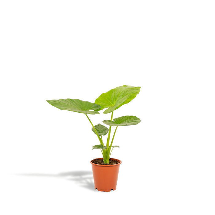 Alocasia Macrorrhiza