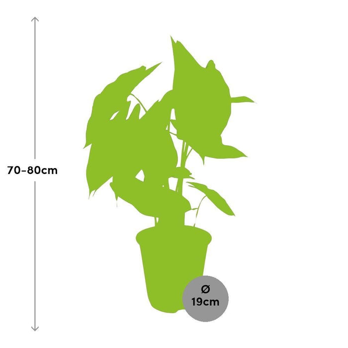 Alocasia Pink Dragon