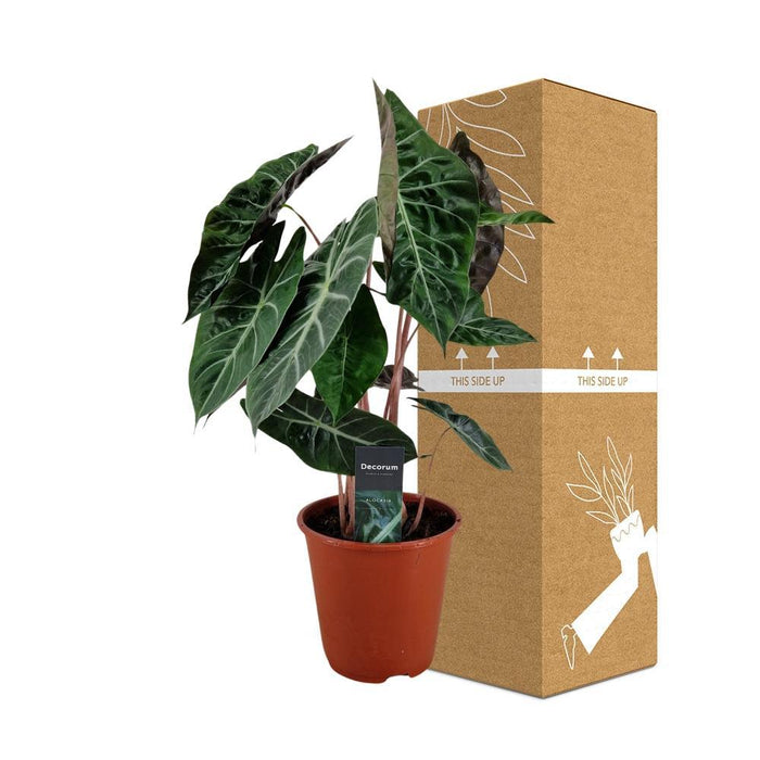 Alocasia Pink Dragon