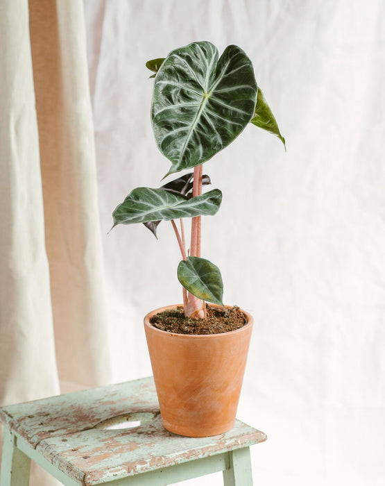 Alocasia Pink Dragon