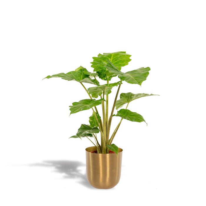Alocasia Portodora Og Dens Bronzeplantekasse