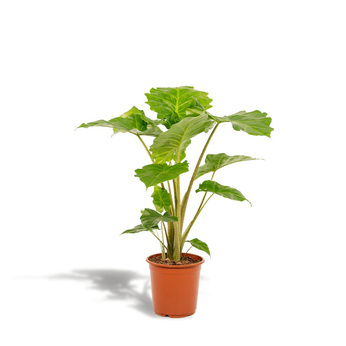 Alocasia Portodora H80Cm