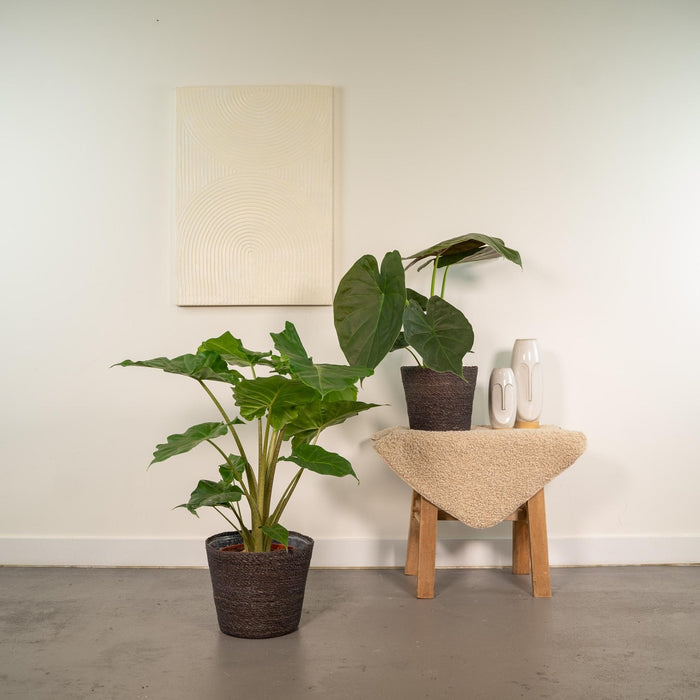 Alocasia Portodora - Sæt Med 2 Planter - Gaveæske