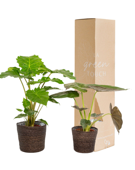 Alocasia Portodora - Sæt Med 2 Planter - Gaveæske