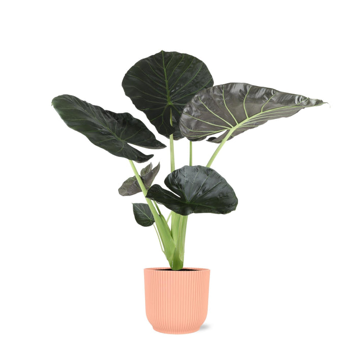 Alocasia Regal Shield Og Dets Potte
