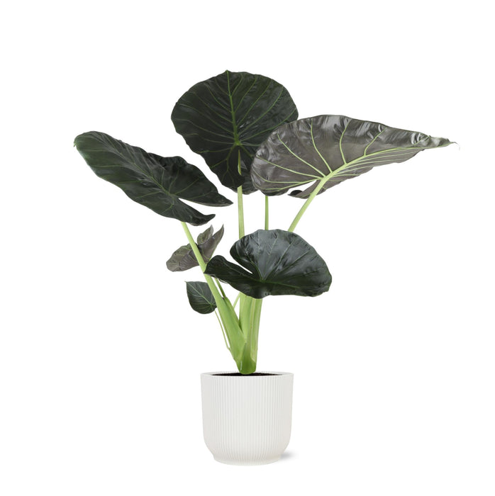 Alocasia Regal Shield Og Dets Potte