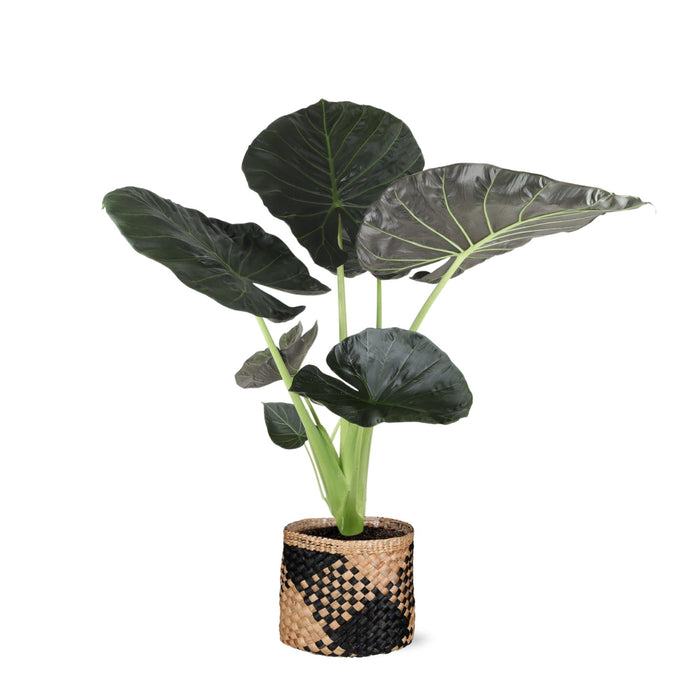 Alocasia Regal Shield Og Dets Potte