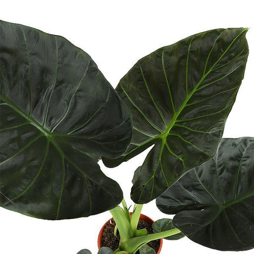 Alocasia Regal Shield Og Dets Potte