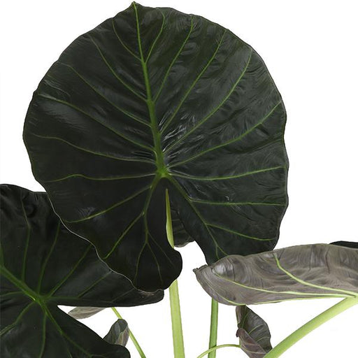 Alocasia Regal Shield Og Dets Potte