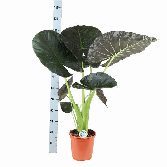 Alocasia Regal Shield Og Dets Potte