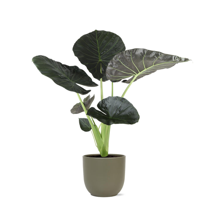 Alocasia Regal Shield Og Dets Potte