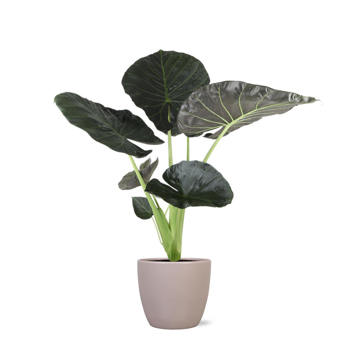 Alocasia Regal Shield Og Dets Potte