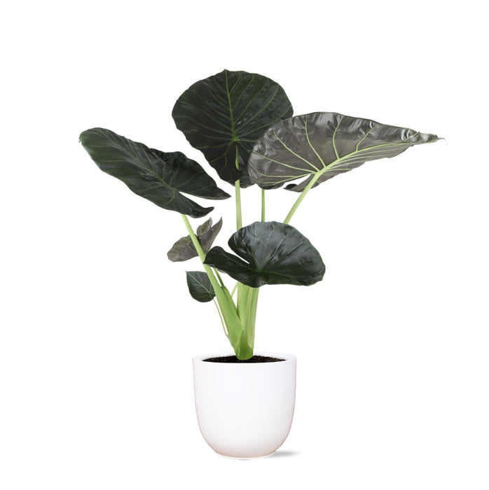 Alocasia Regal Shield Og Dets Potte