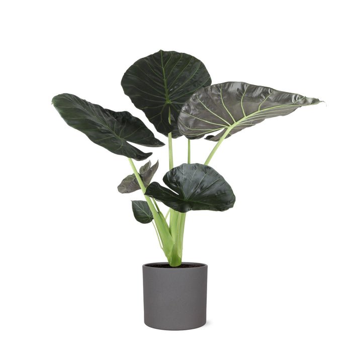 Alocasia Regal Shield Og Dets Potte