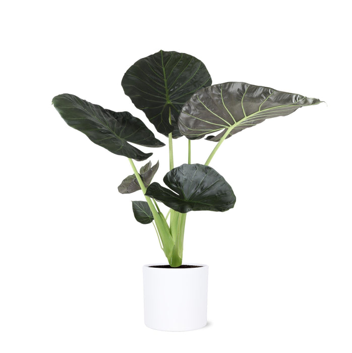 Alocasia Regal Shield Og Dets Potte